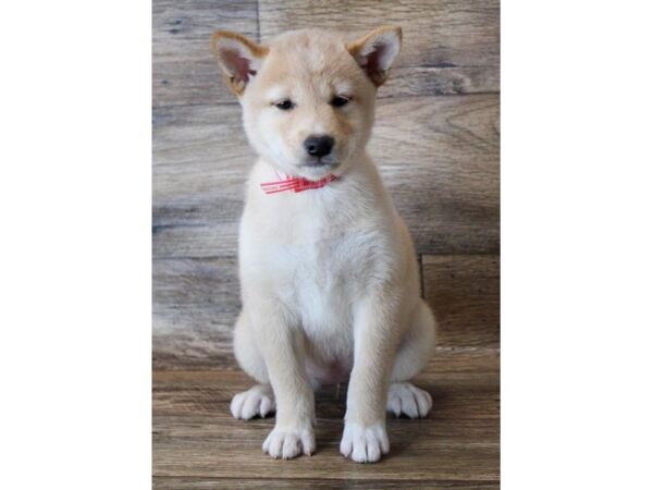 Shiba Inu DOG Female Cream 11305 Petland Henderson, Nevada