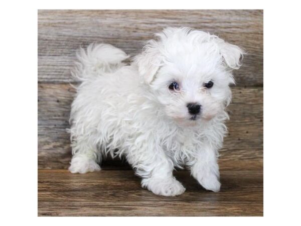 Maltese DOG Male White 11302 Petland Henderson, Nevada