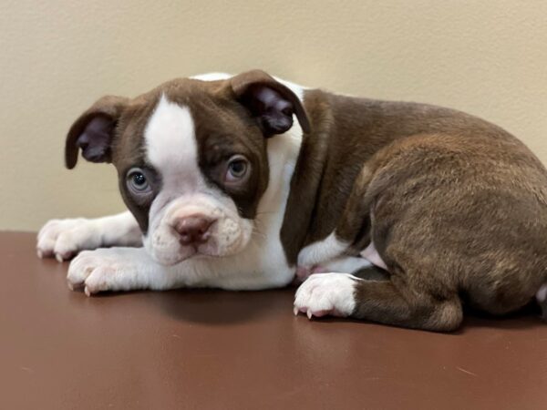 Boston Terrier DOG Female Seal / White 11300 Petland Henderson, Nevada