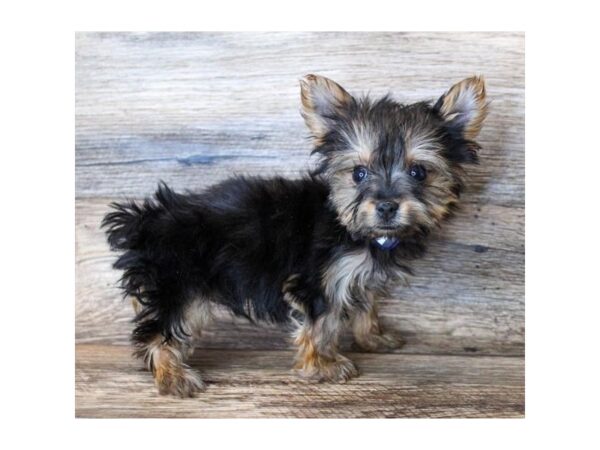 Yorkshire Terrier-DOG-Male-Black / Tan-11353-Petland Henderson, Nevada