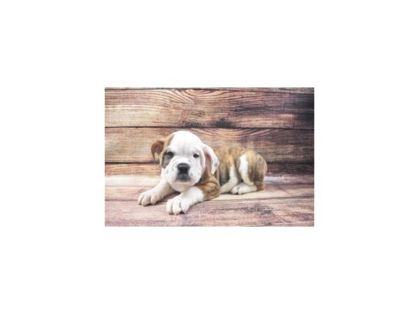 Old English Bulldog DOG Male Red Brindle and White 11340 Petland Henderson, Nevada