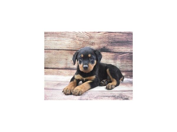 Rottweiler DOG Male Black and Mahogany 11338 Petland Henderson, Nevada