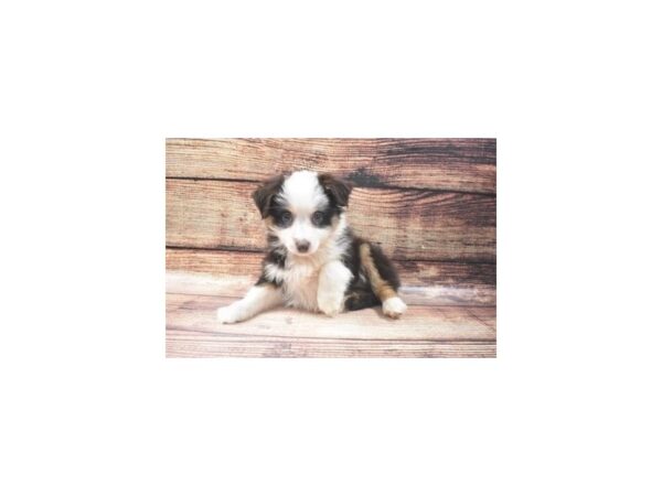 Miniature Australian Shepherd-DOG-Female-Red and White-11339-Petland Henderson, Nevada
