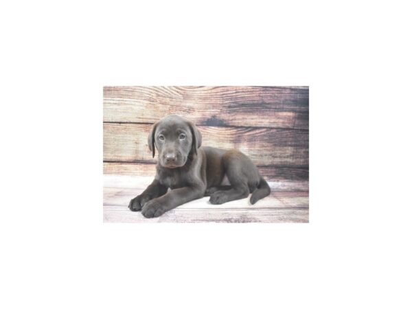 Labrador Retriever DOG Female Chocolate 11337 Petland Henderson, Nevada