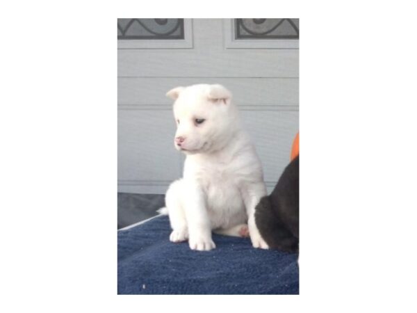 Akita DOG Female White 11313 Petland Henderson, Nevada