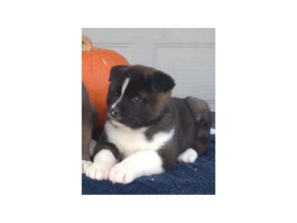 Akita-DOG-Female-Brown / White-11314-Petland Henderson, Nevada