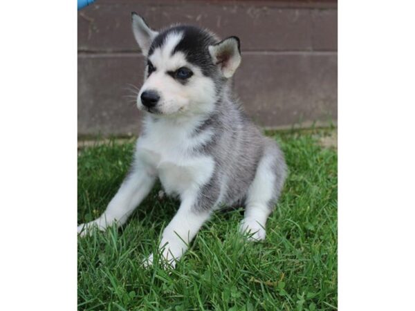 Siberian Husky DOG Female Black / White 11318 Petland Henderson, Nevada