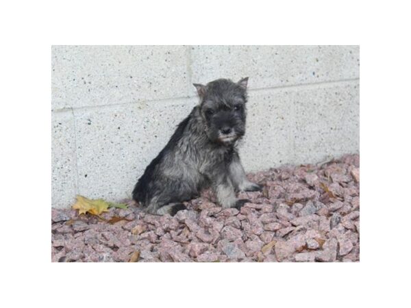 Miniature Schnauzer DOG Female Salt / Pepper 11316 Petland Henderson, Nevada