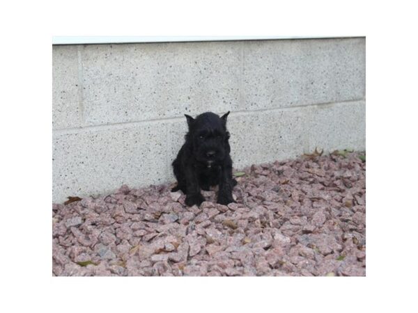 Miniature Schnauzer DOG Male Black 11317 Petland Henderson, Nevada