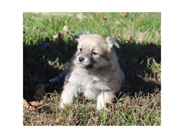 Pomeranian/American Eskimo DOG Female Beaver 11319 Petland Henderson, Nevada