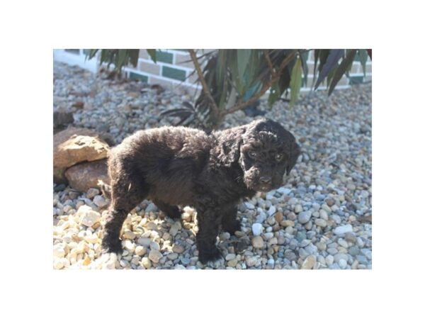 Poodle Mini/Goldendoodle DOG Female Black 11320 Petland Henderson, Nevada