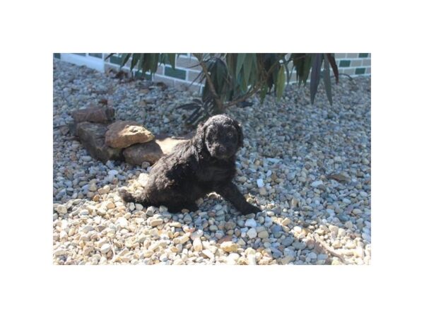 Poodle Mini/Goldendoodle-DOG-Female-Black-11321-Petland Henderson, Nevada