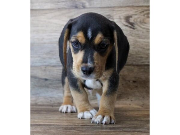 Beagle DOG Male Black Tan / White 11332 Petland Henderson, Nevada