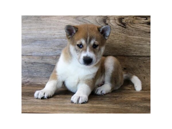 Shiba Inu DOG Male Red Sesame 11322 Petland Henderson, Nevada