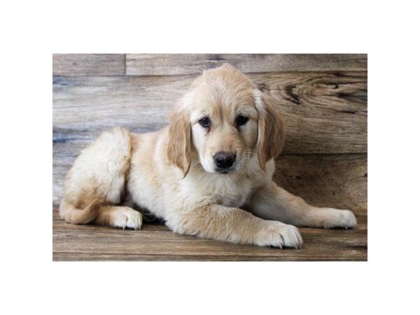 Golden Retriever DOG Female Golden 11336 Petland Henderson, Nevada