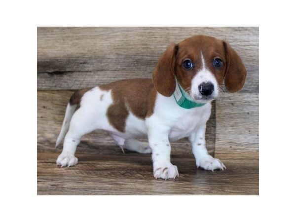 Dachshund DOG Male Red / White 11334 Petland Henderson, Nevada