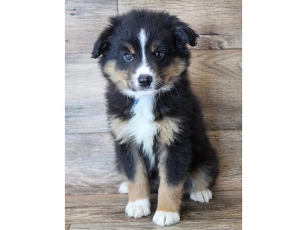 Miniature Australian Shepherd DOG Male Black 11324 Petland Henderson, Nevada