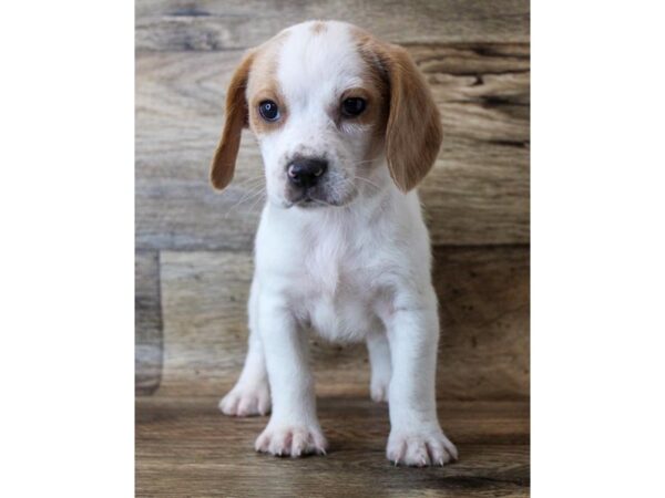 Beagle DOG Female Lemon / White 11333 Petland Henderson, Nevada