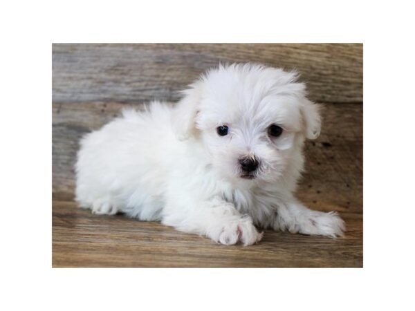 Maltese DOG Male White 11326 Petland Henderson, Nevada