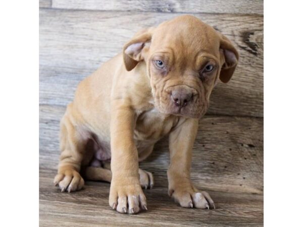 Dogue de Bordeaux DOG Female Red 11325 Petland Henderson, Nevada