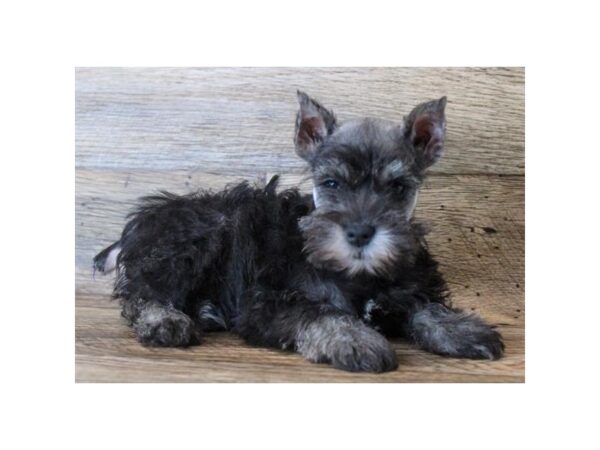 Miniature Schnauzer DOG Female Black / Silver 11327 Petland Henderson, Nevada