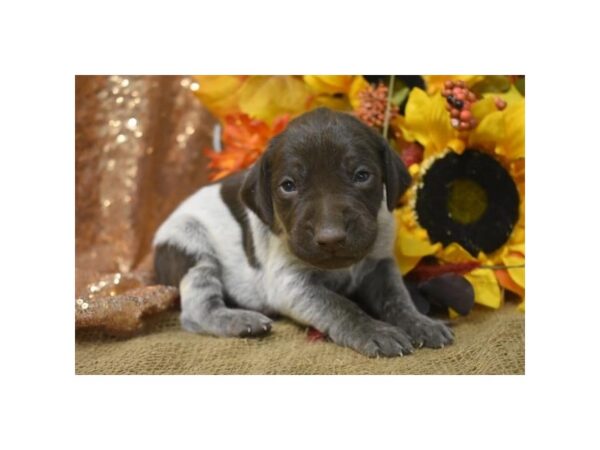 German Shorthair Pointer DOG Female White / Liver 11335 Petland Henderson, Nevada