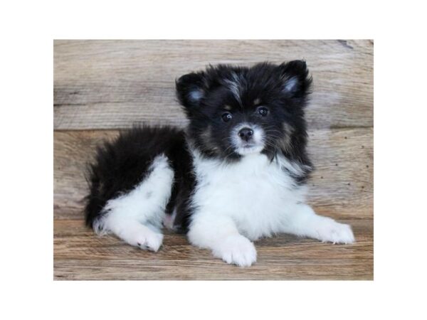 Pomeranian DOG Female Black / Tan 11329 Petland Henderson, Nevada