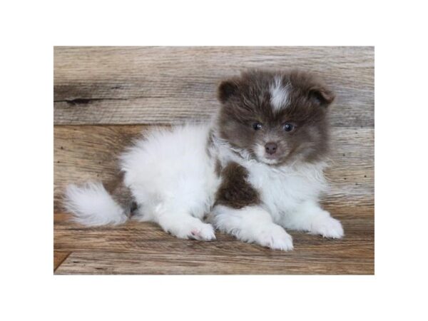Pomeranian-DOG-Female-Lilac-11330-Petland Henderson, Nevada