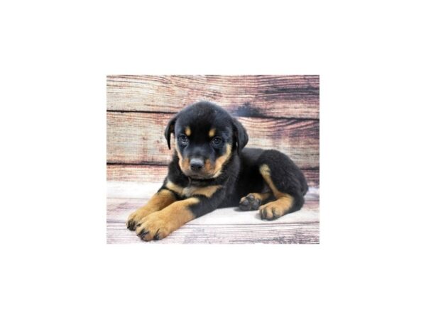 Rottweiler DOG Male Black and Mahogany 11345 Petland Henderson, Nevada