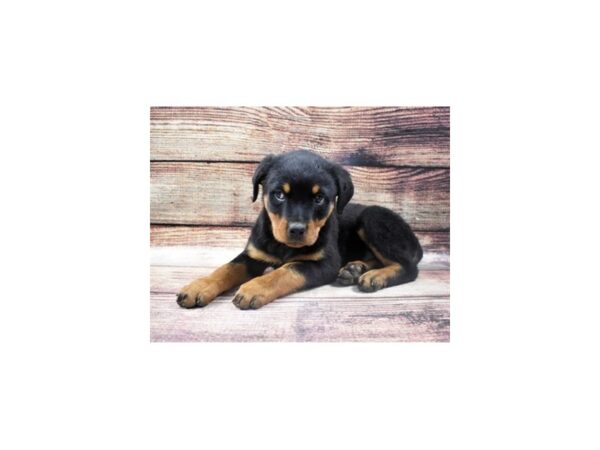 Rottweiler-DOG-Female-Black and Mahogany-11346-Petland Henderson, Nevada