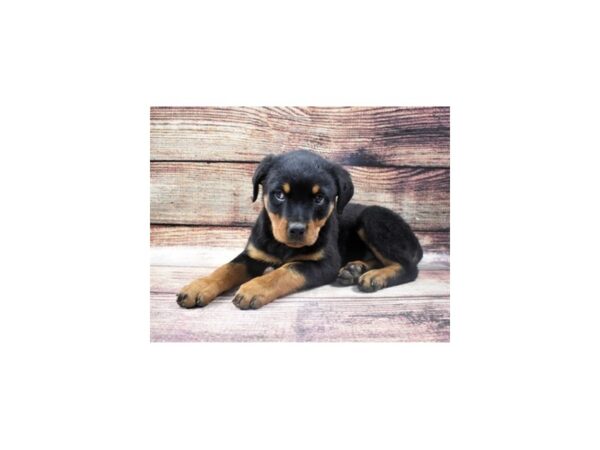 Rottweiler DOG Female Black and Mahogany 11346 Petland Henderson, Nevada