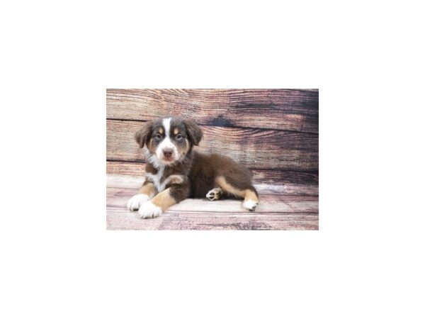 Australian Shepherd DOG Female Red 11347 Petland Henderson, Nevada