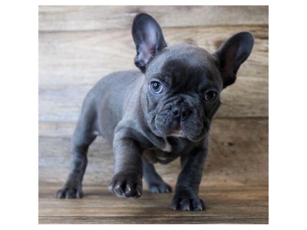 French Bulldog DOG Male Blue 11349 Petland Henderson, Nevada