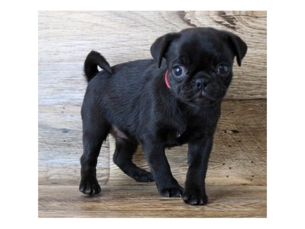 Pug DOG Female Black 11350 Petland Henderson, Nevada