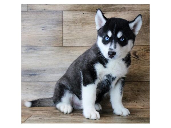 Siberian Husky DOG Male Black / White 11351 Petland Henderson, Nevada