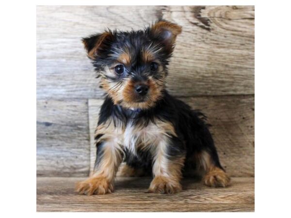 Silky Terrier DOG Female Black / Tan 11352 Petland Henderson, Nevada