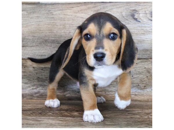 Beagle DOG Male Black Tan / White 11348 Petland Henderson, Nevada