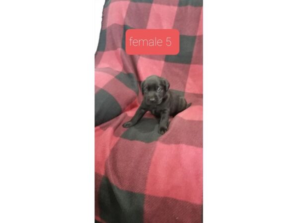 Labrador Retriever-DOG-Female-Black-11341-Petland Henderson, Nevada
