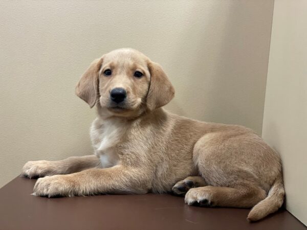 Labrador Retriever-DOG-Female-Yellow-11342-Petland Henderson, Nevada