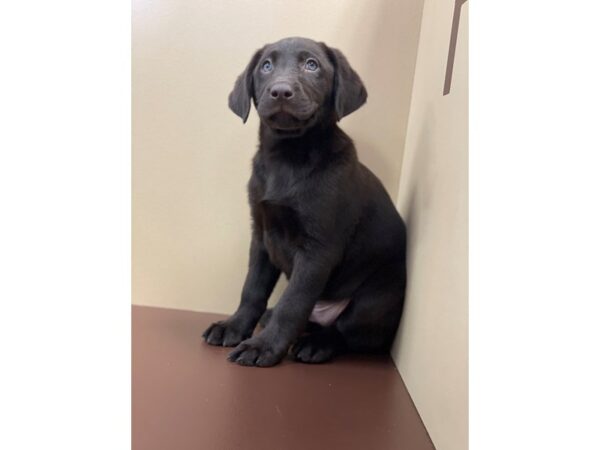 Labrador Retriever DOG Male Chocolate 11343 Petland Henderson, Nevada