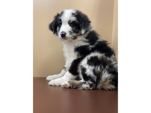 Australian Shepherd DOG Male Black / White 11344 Petland Henderson, Nevada