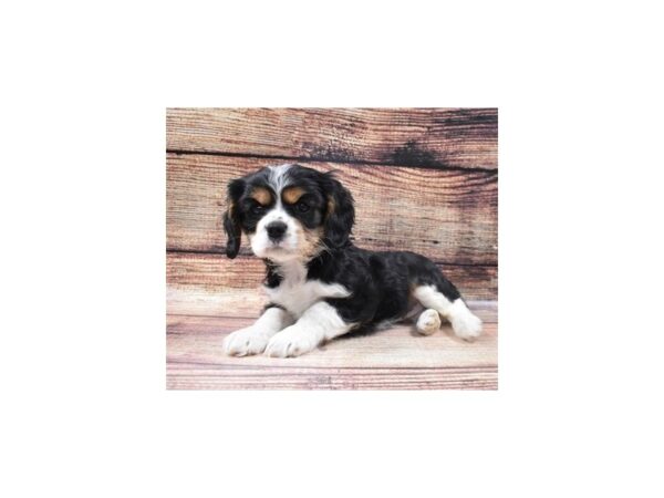 Cavalier King Charles Spaniel DOG Female Black and White 11354 Petland Henderson, Nevada