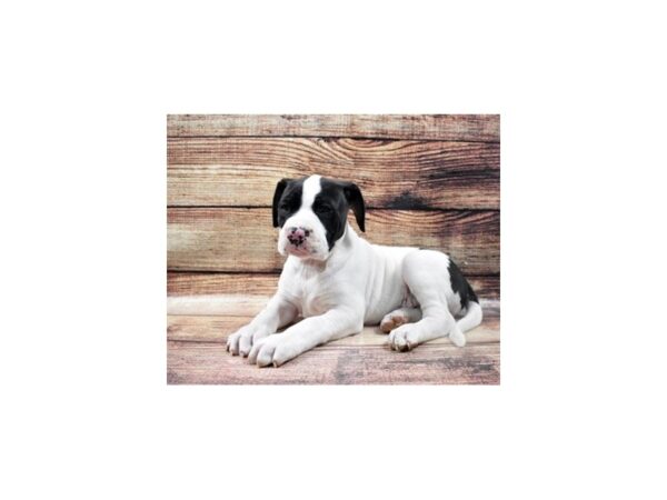 American Bulldog-DOG-Male-White-11355-Petland Henderson, Nevada