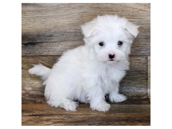 Maltese DOG Male White 11362 Petland Henderson, Nevada