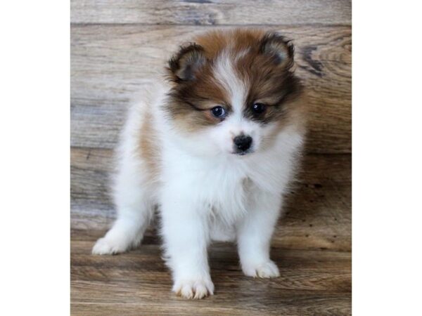 Pomeranian-DOG-Male-Orange Sable-11363-Petland Henderson, Nevada