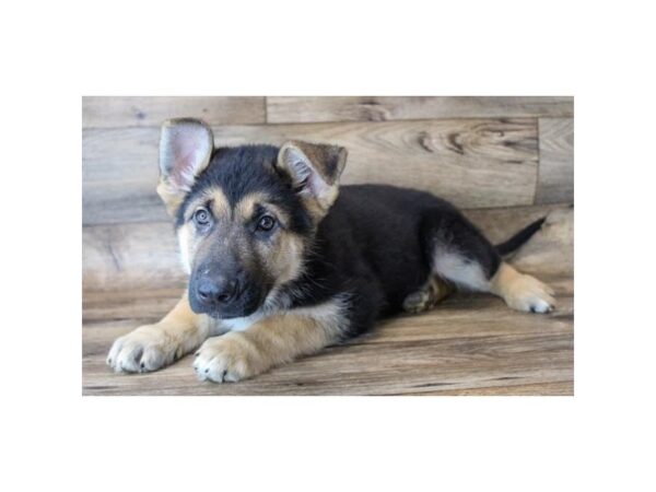 German Shepherd Dog DOG Male Black / Tan 11367 Petland Henderson, Nevada