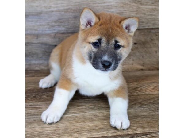 Shiba Inu DOG Female Red / White 11364 Petland Henderson, Nevada