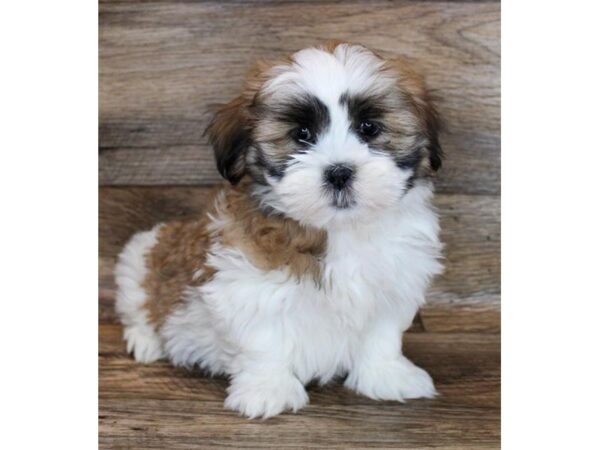 Lhasa Apso-DOG-Female-Golden / White-11361-Petland Henderson, Nevada