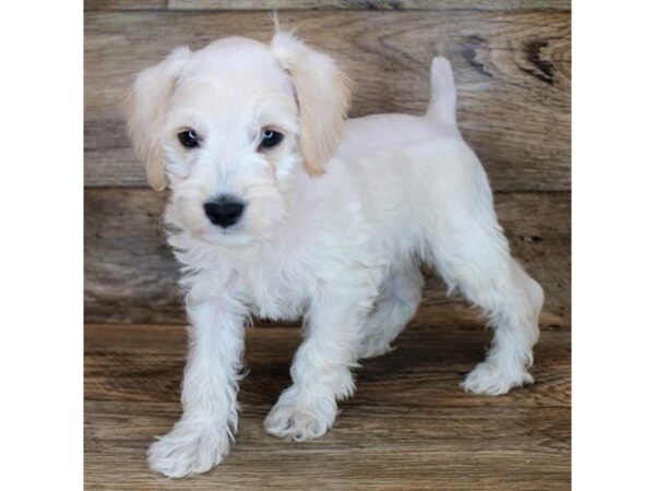 Schnoodle DOG Male Cream 11359 Petland Henderson, Nevada