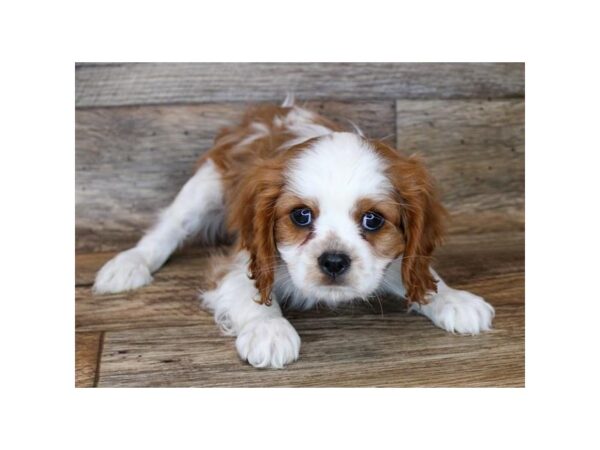Cavalier King Charles Spaniel-DOG-Male-Blenheim-11360-Petland Henderson, Nevada